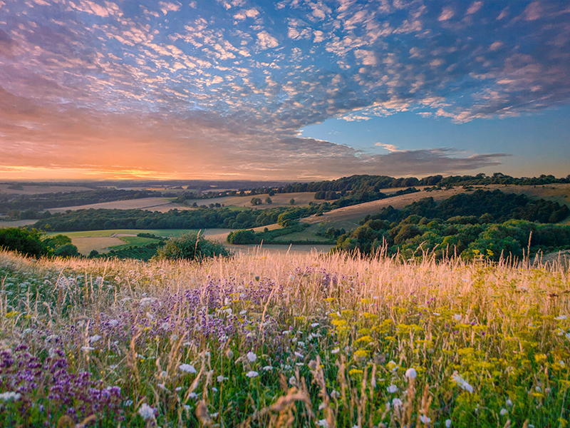 An expansive countryside view with wildflowers in the foreground and fields and trees on the horizon under a blue sky that's fading to dusk.