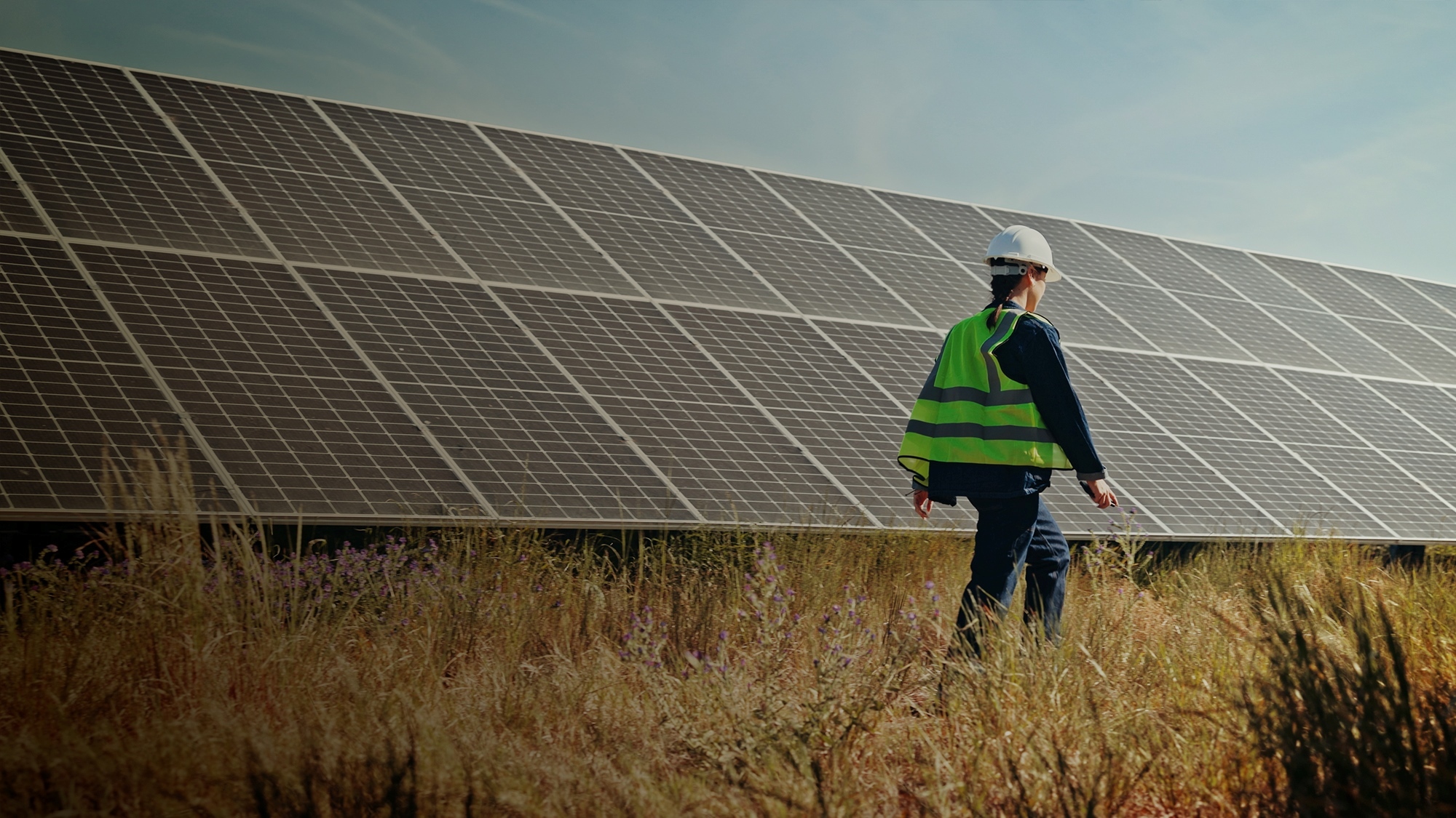 Person walking in long grass in front of large solar panels.